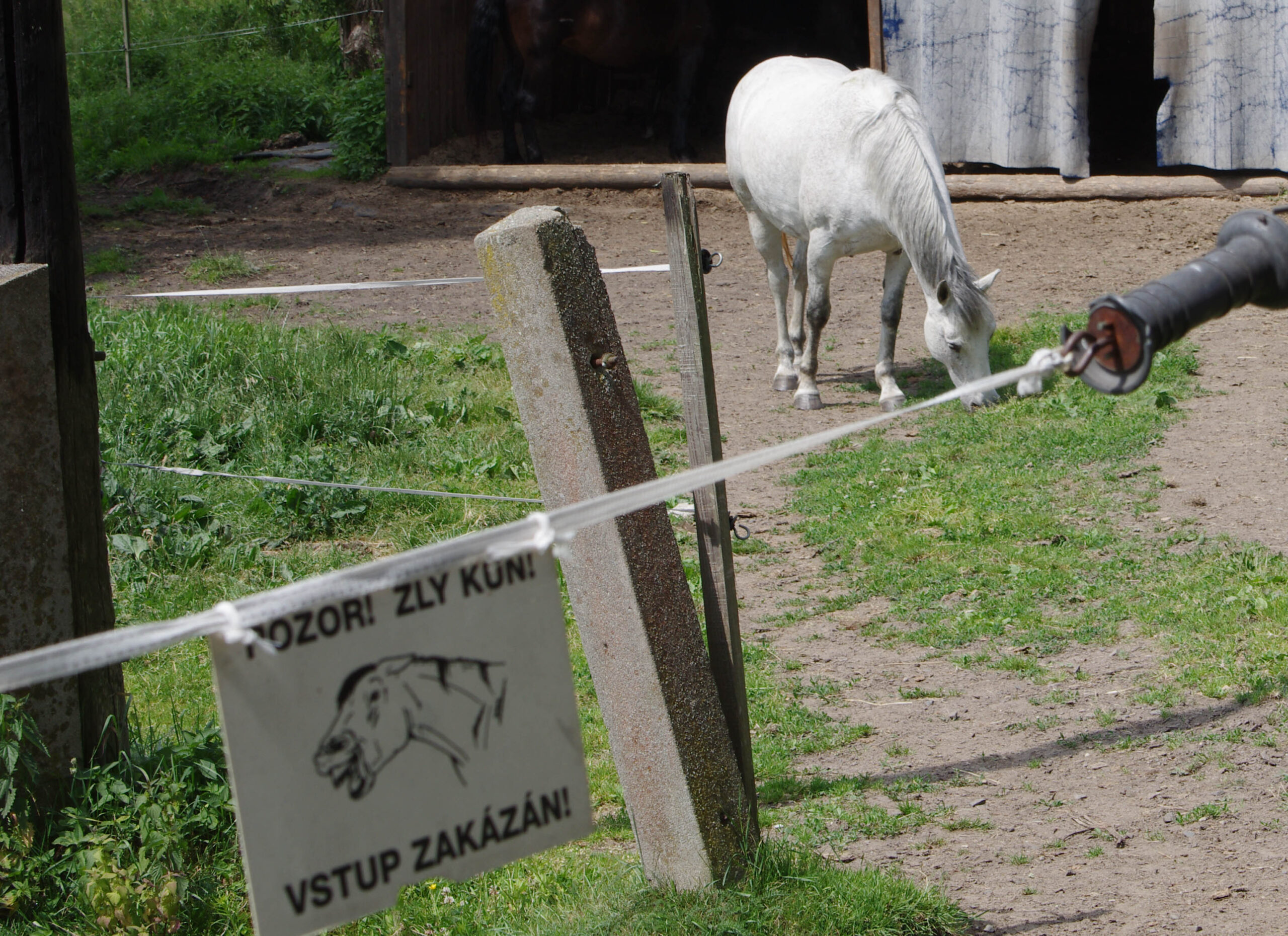 Devět z deseti koňů myslí, že za plotem je tráva zelenější
