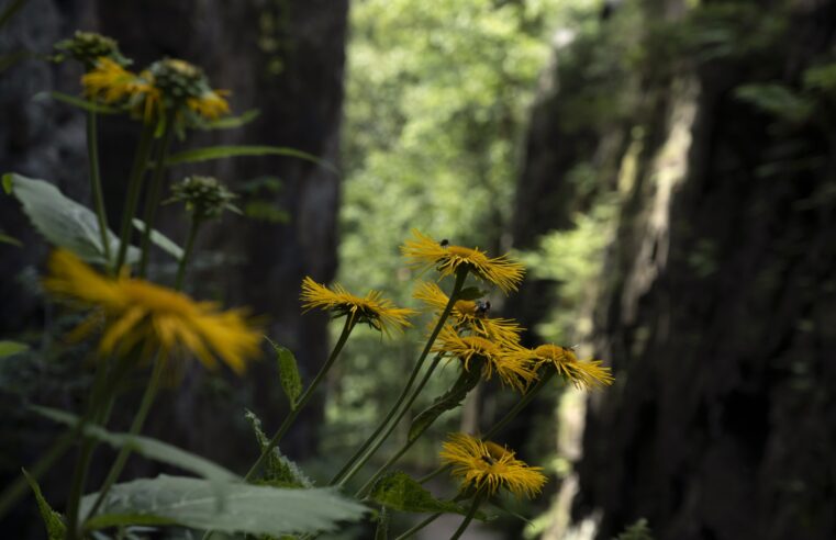 Z Jonsdorfu do Jonsdorfu procházka jen krátká